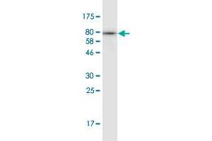 Western Blot detection against Immunogen (83. (Hexosaminidase A anticorps  (AA 1-529))