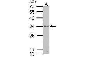 WB Image Apolipoprotein E antibody [C2C3], C-term detects APOE protein by Western blot analysis. (APOE anticorps  (C-Term))