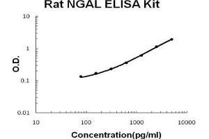 Rat Lipocalin-2/NGAL PicoKine ELISA Kit standard curve (Lipocalin 2 Kit ELISA)