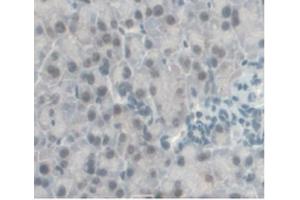 Detection of MCP1 in Mouse Pancreas Tissue using Monoclonal Antibody to Monocyte Chemotactic Protein 1 (MCP1)
