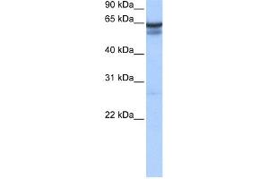 WB Suggested Anti-RFX5 Antibody Titration:  0. (RFX5 anticorps  (C-Term))