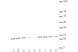 Histone H3 di/trimethyl Lys27 antibody (mAb) specificity data. (Histone 3 anticorps  (H3K27me2, H3K27me3))