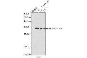 Western blot analysis of extracts of normal 293T cells 293T transfected with NSP3 Protein, using SARS-CoV-2 NSP3 antibody (ABIN7270149) at 1:5000 dilution. (SARS-CoV NSP3 anticorps)