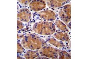 Immunohistochemistry analysis in formalin fixed and paraffin embedded human stomach tissue reacted with GIN1 Antibody (C-term) followed by peroxidase conjugation of the secondary antibody and DAB staining. (GIN1 anticorps  (C-Term))
