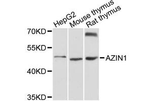 Western blot analysis of extracts of various cell lines, using AZIN1 antibody (ABIN1876074) at 1:3000 dilution. (Antizyme Inhibitor 1 anticorps)