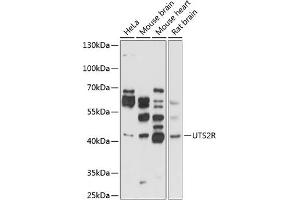 Western blot analysis of extracts of various cell lines, using UTS2R antibody (ABIN3017070, ABIN3017071, ABIN3017072 and ABIN6219939) at 1:1000 dilution. (UTS2R anticorps  (AA 280-389))