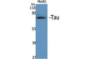 Western Blotting (WB) image for anti-tau Protein (Ser83) antibody (ABIN3187173) (tau anticorps  (Ser83))