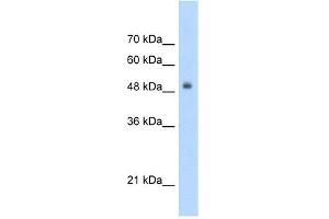 WB Suggested Anti-TCF3 Antibody Titration:  5. (TCF3 anticorps  (C-Term))