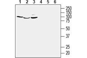 Western blot analysis of human MCF-7 breast adenocarcinoma (lanes 1 and 4), human THP-1 monocytic leukemia (lanes 2 and 5) and human Jurkat T-cell leukemia (lanes 3 and 6) cell line lysates: - 1-3. (GPER anticorps  (3rd Extracellular Loop))