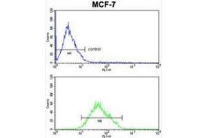 COX5A Antibody (Center) FC analysis of MCF-7cells (bottom histogram) compared to a negative control cell (top histogram).