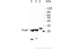 Western Blotting (WB) image for anti-psi-D Subunit of Photosystem I antibody (ABIN5684022) (psi-D Subunit of Photosystem I anticorps)