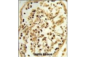 Formalin-fixed and paraffin-embedded human testis tissue reacted with TBX1 Antibody (C-term), which was peroxidase-conjugated to the secondary antibody, followed by DAB staining.