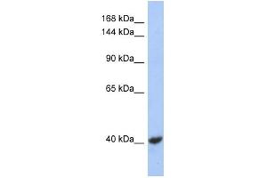 WB Suggested Anti-KCNQ2 Antibody Titration:  0. (KCNQ2 anticorps  (Middle Region))