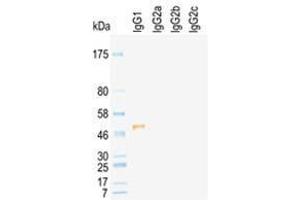 Western Blot of rat immunoglobulins under reducing condition detected by HRP conj ugated KT96 (Souris anti-Rat IgG2a Anticorps (HRP))