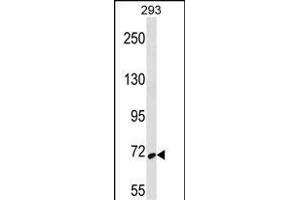 SYK Antibody (ABIN656690 and ABIN2845927) western blot analysis in 293 cell line lysates (35 μg/lane).