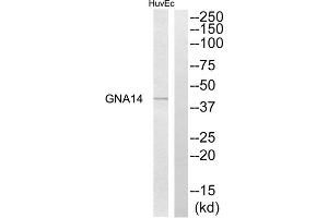 Western blot analysis of extracts from HuvEc cells, using GNA14 antibody.