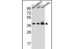 TAS2R1 Antibody (C-term) (ABIN656905 and ABIN2846102) western blot analysis in MDA-M,293,NCI- cell line lysates (35 μg/lane).