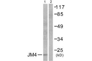 Western Blotting (WB) image for anti-PRA1 Domain Family, Member 2 (PRAF2) (C-Term) antibody (ABIN1848624) (PRAF2 anticorps  (C-Term))