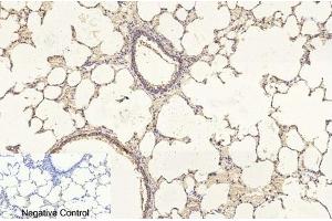 Immunohistochemical analysis of paraffin-embedded rat lung tissue.