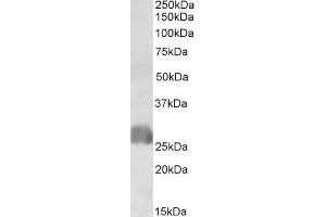 ABIN1590105 (1µg/ml) staining of Human Placenta lysate (35µg protein in RIPA buffer). (CREB3L2 anticorps  (N-Term))