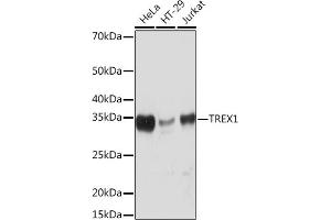 Western blot analysis of extracts of various cell lines, using TREX1 Rabbit mAb (ABIN7270814) at 1:1000 dilution. (TREX1 anticorps)