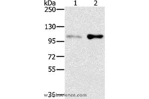 Western blot analysis of HT-29 and 293T cell, using SLTM Polyclonal Antibody at dilution of 1:400 (SLTM anticorps)