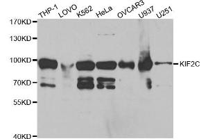Western Blotting (WB) image for anti-Kinesin Family Member 2C (KIF2C) antibody (ABIN1876637) (KIF2C anticorps)