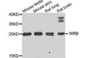 Western blot analysis of extracts of various cell lines, using WRB antibody (ABIN5974453) at 1/1000 dilution. (WRB anticorps)