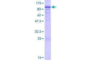 Image no. 1 for Nucleosome Assembly Protein 1-Like 3 (NAP1L3) (AA 1-506) protein (GST tag) (ABIN1311969)