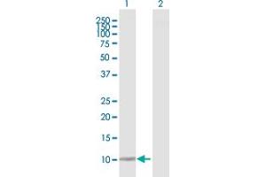 Western Blot analysis of DDT expression in transfected 293T cell line by DDT MaxPab polyclonal antibody. (DDT anticorps  (AA 1-118))