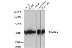 Western blot analysis of extracts of various cell lines, using Pannexin 1 Rabbit mAb (ABIN7269168) at 1:1000 dilution.
