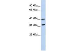 Image no. 1 for anti-G Protein-Coupled Receptor 27 (GPR27) (AA 288-337) antibody (ABIN6743462) (GPR27 anticorps  (AA 288-337))