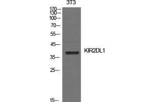 Western Blot (WB) analysis of NIH-3T3 cells using CD158a Polyclonal Antibody. (KIR2DL1 anticorps  (Internal Region))