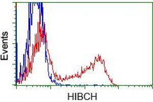 Image no. 5 for anti-3-hydroxyisobutyryl-CoA Hydrolase (HIBCH) antibody (ABIN1498658)