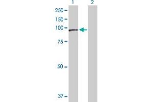 Western Blot analysis of NCSTN expression in transfected 293T cell line by NCSTN MaxPab polyclonal antibody.