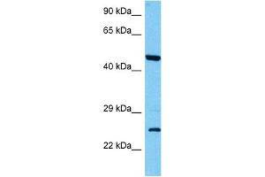 Host:  Mouse  Target Name:  CLDN16  Sample Tissue:  Mouse Kidney  Antibody Dilution:  1ug/ml (Claudin 16 anticorps  (C-Term))