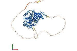 AlphaFold protein structure predicition of Mouse Recombinant Ddx5 Protein, UniprotID Q61656