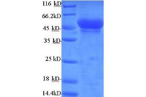 SDS-PAGE (SDS) image for Fizzy/cell Division Cycle 20 Related 1 (FZR1) (AA 13-314) protein (His-SUMO Tag) (ABIN5711393)
