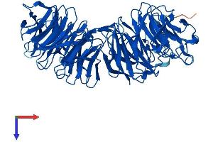 AlphaFold protein structure predicition of Mouse Recombinant Eml2 Protein, UniprotID Q7TNG5