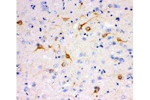 IHC-P testing of rat brain tissue