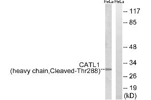 Western blot analysis of extracts from HeLa cells, treated with etoposide (25uM, 1hour), using CATL1 (heavy chain, Cleaved-Thr288) antibody. (CPT1C anticorps  (Cleaved-Thr288, Heavy Chain))