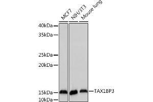 Western blot analysis of extracts of various cell lines, using TBP3 Rabbit mAb (ABIN7270742) at 1:1000 dilution. (TAX1BP3 anticorps)