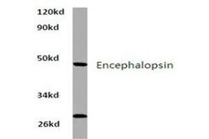 Image no. 1 for anti-Opsin 3 (OPN3) antibody (ABIN317762) (OPN3 anticorps)