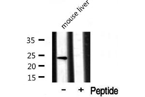 Western blot analysis of extracts from mouse liver, using RPL17 antibody.
