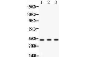 Anti- Cyclin D1 Picoband antibody, Western blotting All lanes: Anti Cyclin D1  at 0. (Cyclin D1 anticorps  (Middle Region))