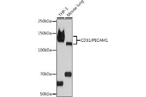 Western blot analysis of extracts of various cell lines, using CD31/PEC Rabbit mAb (ABIN7269407) at 1:1000 dilution. (CD31 anticorps)