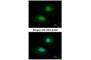 ICC/IF Image Immunofluorescence analysis of paraformaldehyde-fixed HeLa, using BPGM, antibody at 1:100 dilution.