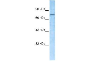WB Suggested Anti-RBAK Antibody Titration:  0. (RBAK anticorps  (Middle Region))