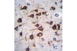 Formalin fixed and paraffin embedded human brain tissue reacted with EEF1A2 Antibody (C-term) followed by peroxidase conjugation of the secondary antibody and DAB staining. (EEF1A2 anticorps  (C-Term))