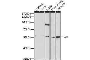 Western blot analysis of extracts of various cell lines, using Lyn antibody (ABIN3022893, ABIN3022894, ABIN3022895 and ABIN6219284) at 1:1000 dilution. (LYN anticorps  (AA 1-240))